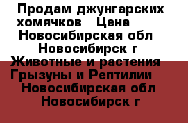 Продам джунгарских хомячков › Цена ­ 50 - Новосибирская обл., Новосибирск г. Животные и растения » Грызуны и Рептилии   . Новосибирская обл.,Новосибирск г.